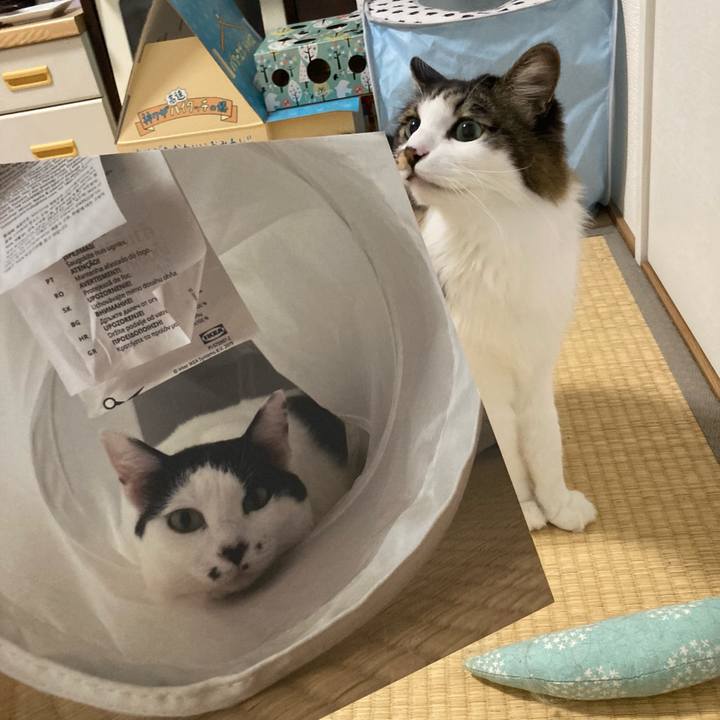 1d35876d d851 4592 bea3 cd026bcf95f1 1761904046055