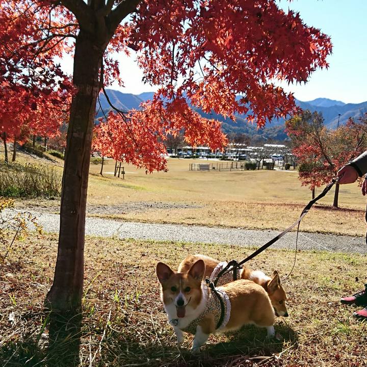 1d358887 9051 403b b3b4 dc7d79e69f25 1542971155431