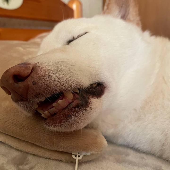 1d3699a5 dbcc 455a 88a5 f5f8dad85d68 1635036783472