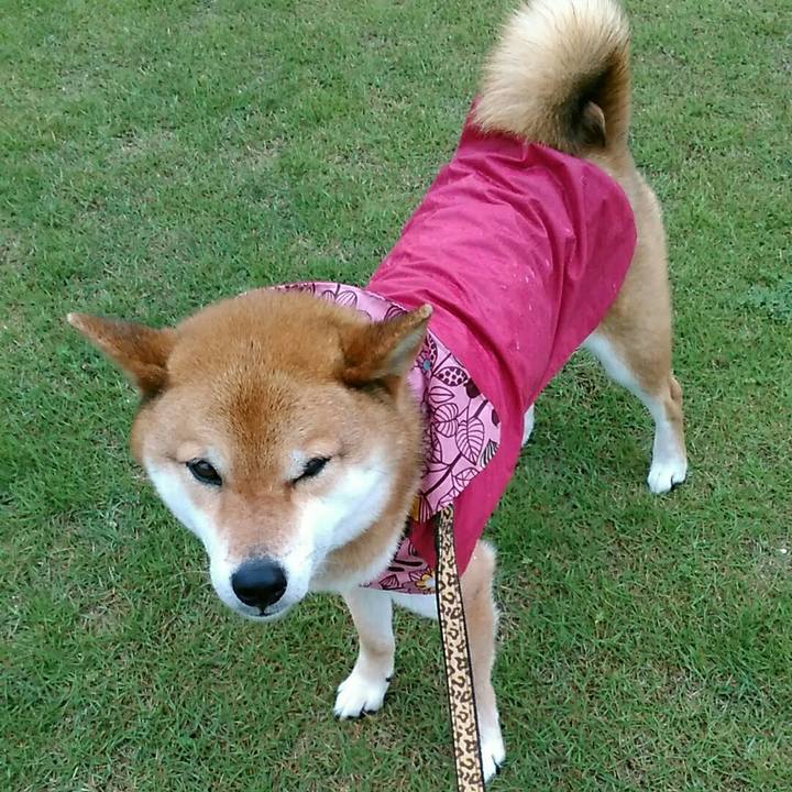 1d36ed69 caa4 42ef a25b b6618ae4525b 1558398795482