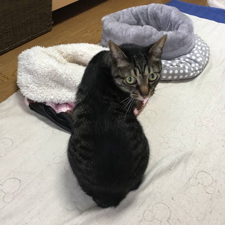 1d3866fe f4c8 462a 9039 1aed71796c8f 1525684639861