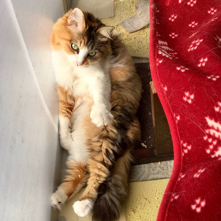 1d38aaee 7dde 4213 85e5 60c5fa4a133a 1576050422396