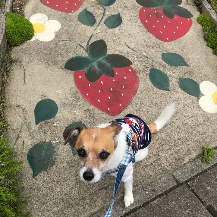 1d3974fc 26d0 42ad a974 c190af3a320f 1529198309192