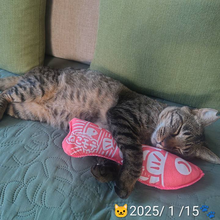 1d3af3a2 0de6 408c b925 de092befef8c 1770955846586