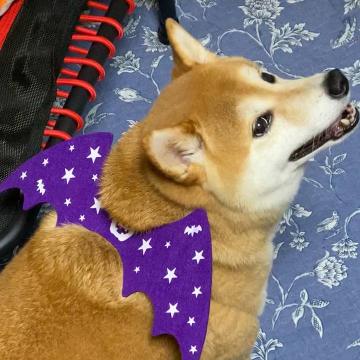 1d3b2334 36c5 4c24 8d9a 56c2d1d05078 1602600406485