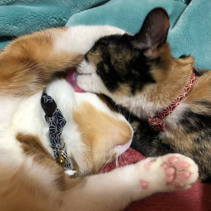 1d43cb6e 86e1 47aa a782 44f2db817ba9 1554273914889