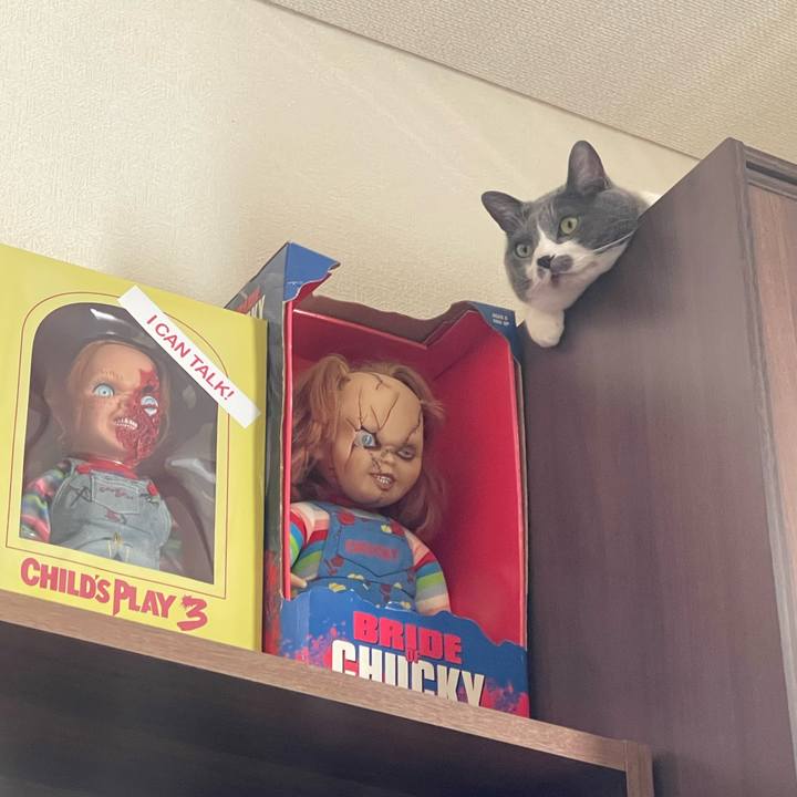 1d455200 a7f3 4325 83f3 1d63728c440e 1716526291686