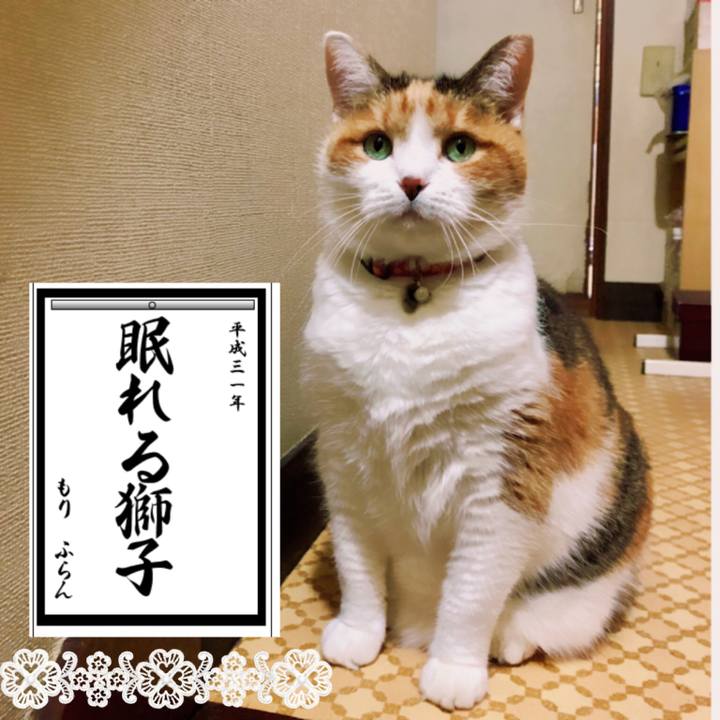 1d4854a9 989d 4774 b22f 9fc09fbe4251 1546430536755