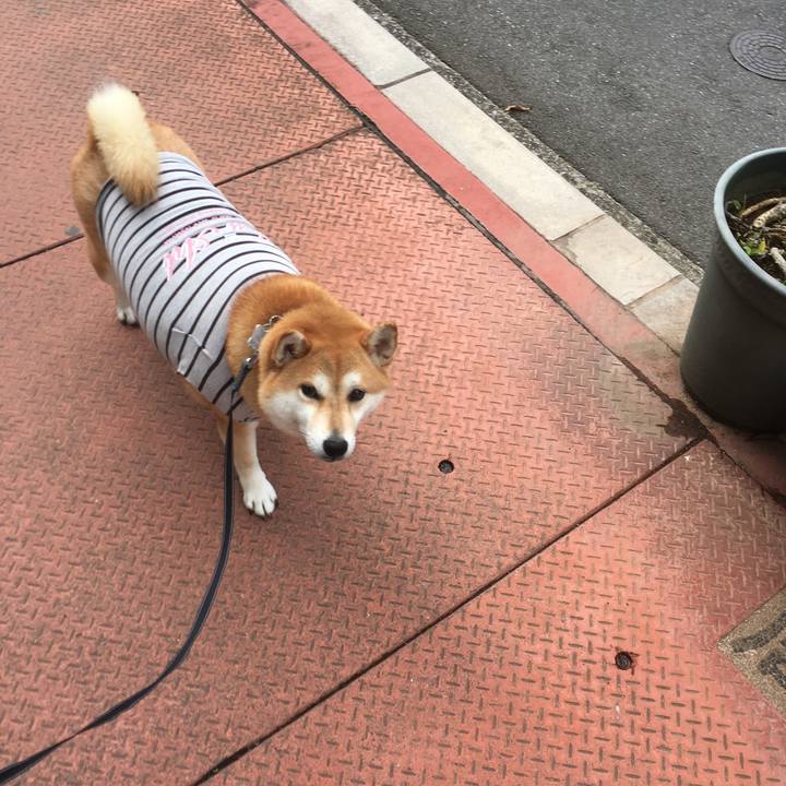 1d4a8550 dd8e 4bbc b5d2 64da07e47077 1539497177721