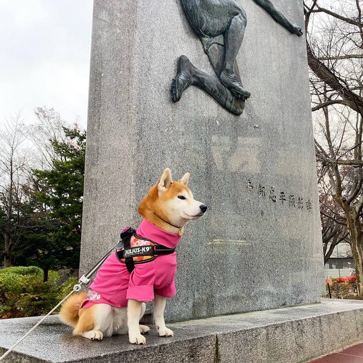 1d4ae3b7 b59b 4b6a adf0 3a4b2abc8717 1606361818971