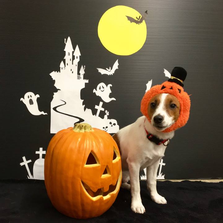 1d4baf81 39a6 4d23 ab46 009e25720d12 1540736740266