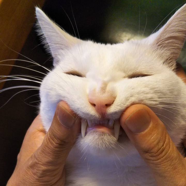 1d4e5bee aa43 454a a7bd 934d9d14f146 1538207956983