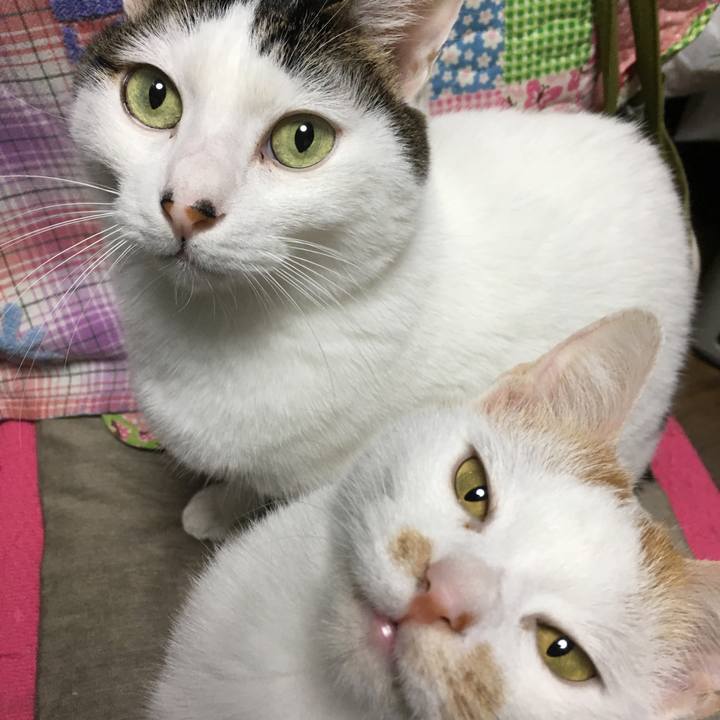 1d4e9d1d d798 4330 9738 fc1b978b5799 1510697074560