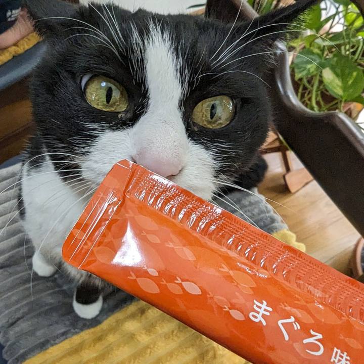 1d4eaa62 4d8a 4bb4 8dc0 abf16208229d 1707539101329