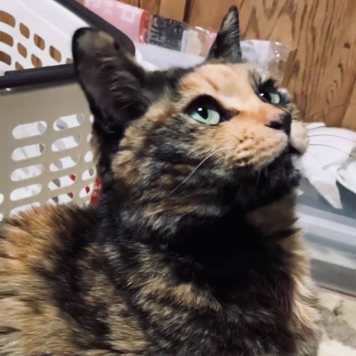 1d5146cc cc98 433e 9b32 39d88b5c1006 1742242781461