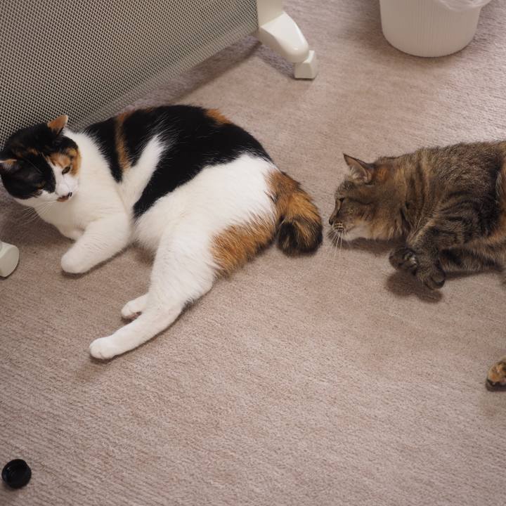 1d52a1fd 00cf 42c6 81e9 5c32966920be 1518608689629