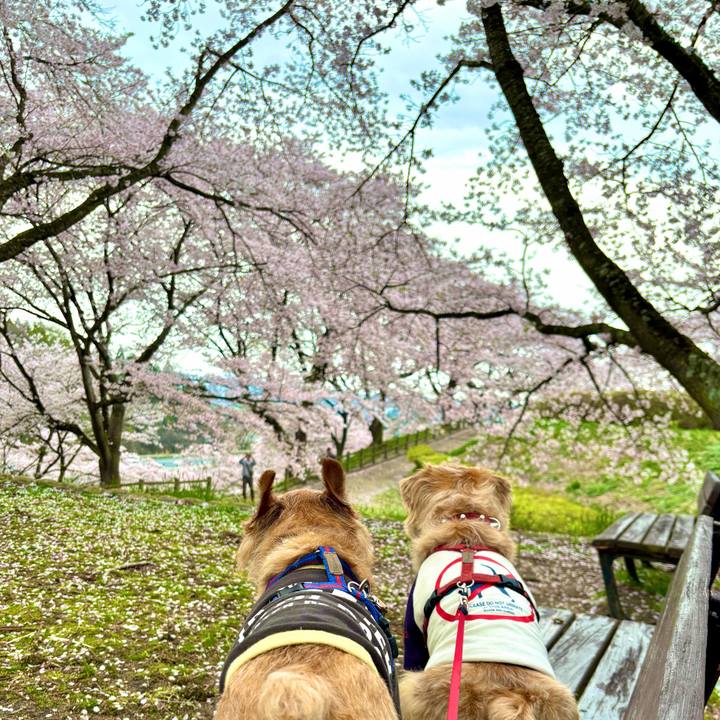 1d52b266 9ddb 4800 aac2 96d9ac9a599e 1763817296602