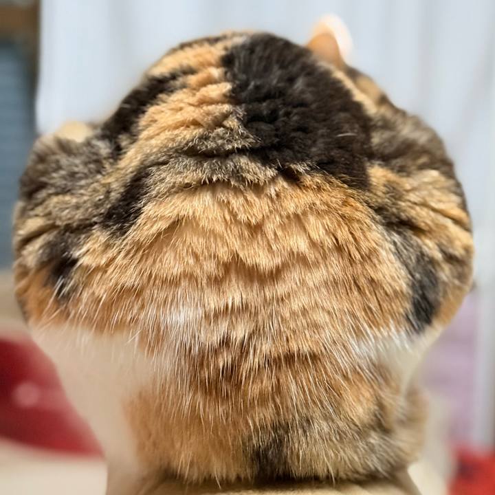 1d567170 7433 415f 9c64 e67da738de28 1743990622029