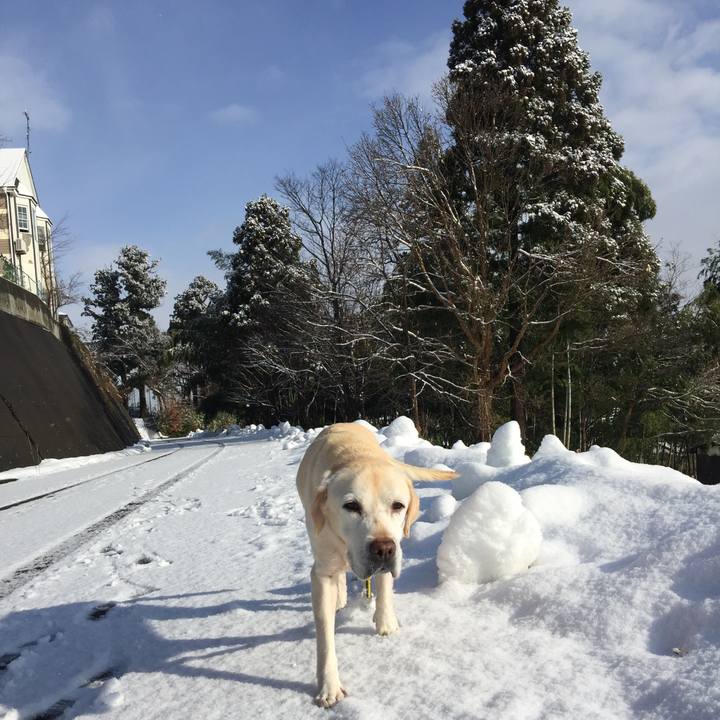 1d5a20a8 c64f 47a0 8e9a fd6691e0692f 1513734247526