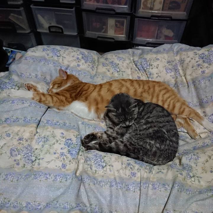 1d629022 aa06 4c83 93b0 1502177a45f0 1576760575773