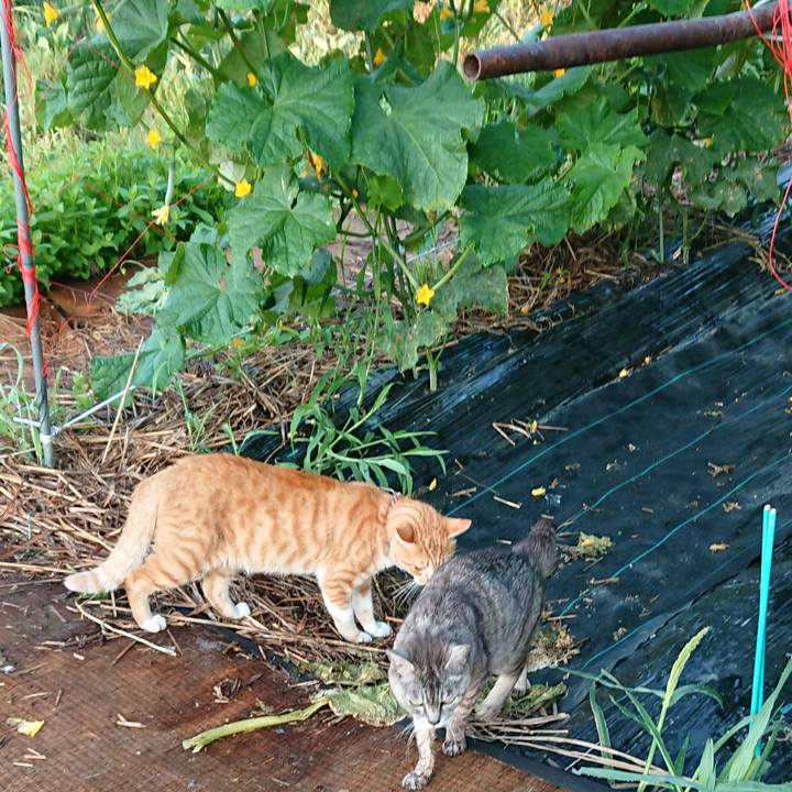 1d63962d f88b 4f5d bf58 fb09af1731ee 1564346485488