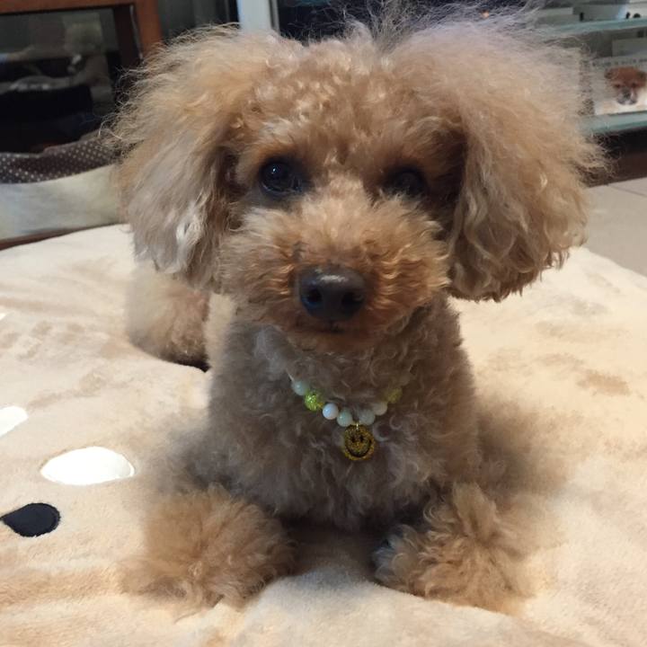 1d6be9af 1655 40e6 af71 e17003248472 1511063314730