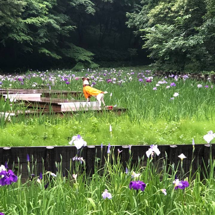 1d6bf54c 3dc6 4cfb a3a6 99fe1fdd1d12 1528237911704