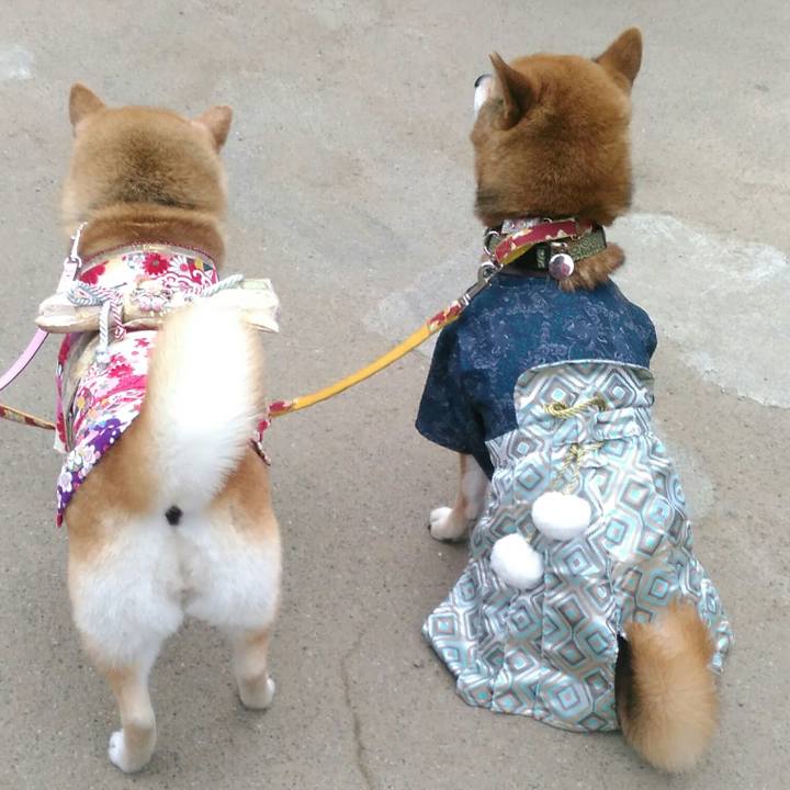 1d72a472 693a 43d5 bc9f 1f9b3e6ff901 1523707933816