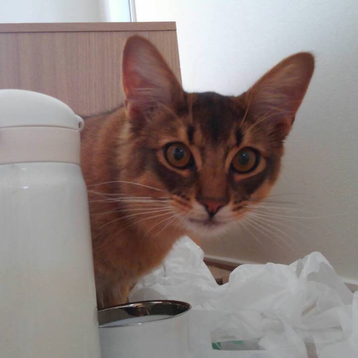 1d7706a8 e231 4b63 ae4d dd7309640fa8 1586487294878