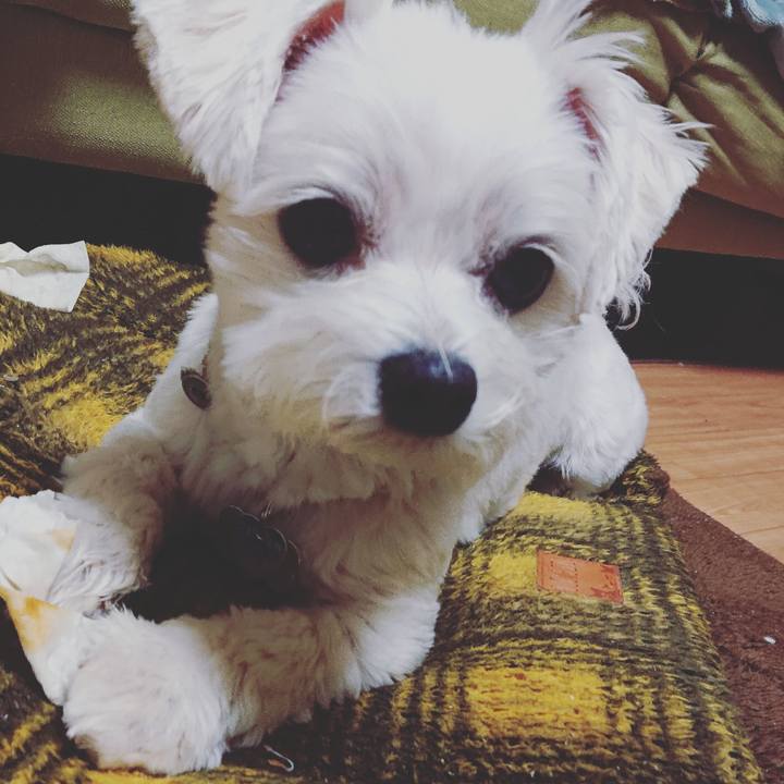 1d784f1c 8b6e 44cf bfb8 f98989453ee0 1545312256319