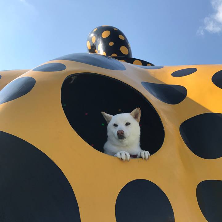 1d79f1dc 7595 4f10 b465 f0a4653a70c4 1509675864481