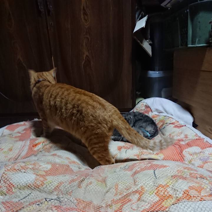 1d7f9441 6c58 44a6 a851 f910bd864690 1572784084790