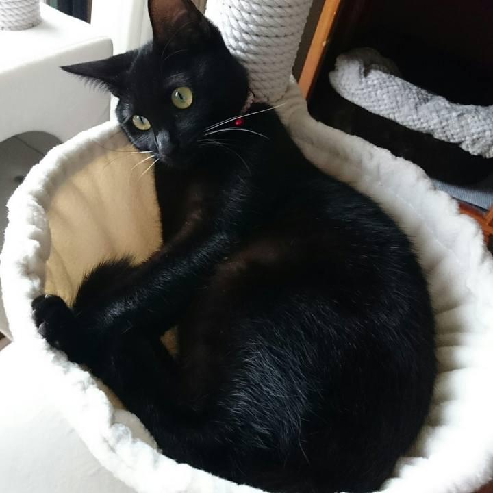 1d8a1510 04cf 48fb 988a b48c4e50e14e 1508373392169