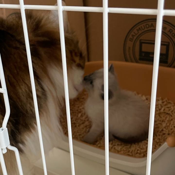 1d8c4f29 a3fb 4634 b6ce 3cc75a8c1744 1685066829917