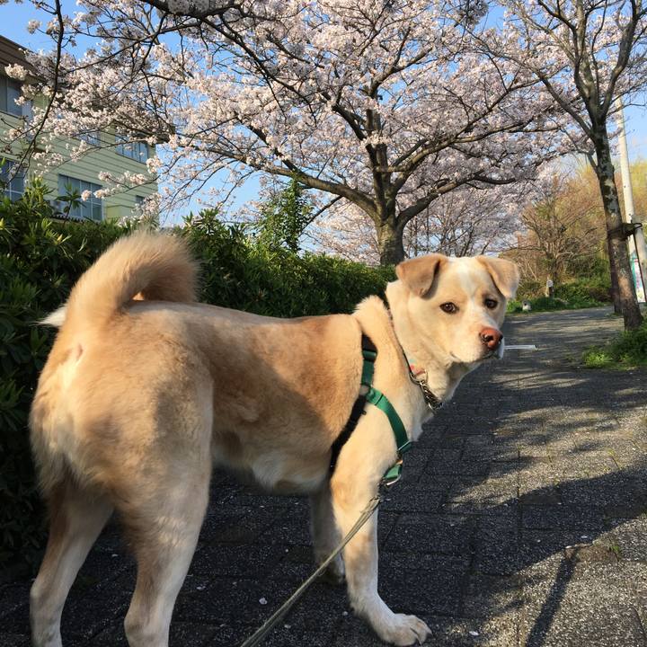 1d933fec aaba 4375 8bfe 0353306b1c65 1522207364155