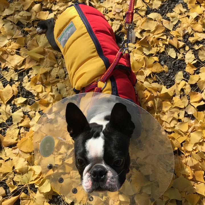 1d9564a2 203e 4d23 a48c 8232e22a14ae 1512213109259