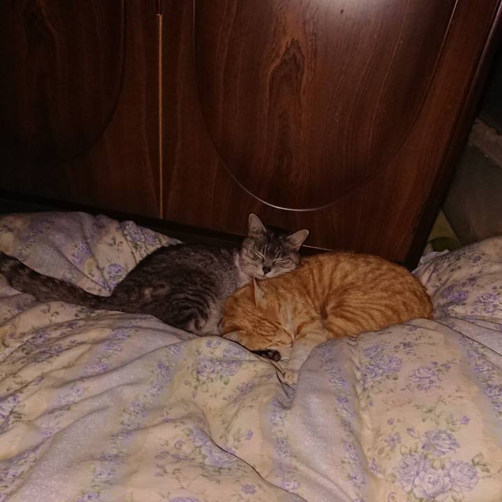 1d95f014 434f 4ab4 b4a9 5473a4648d9a 1587914017630