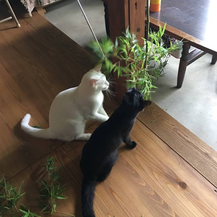 1d995950 e948 4850 8eb2 8aad4962be8c 1530489514476