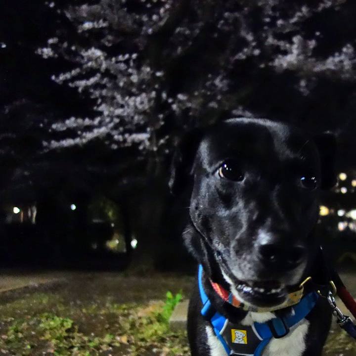 1d9b5ddc 072c 421a 98f1 aac461905e5d 1617016109756