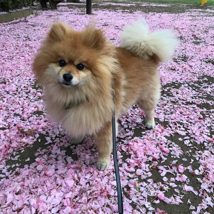 1d9c1761 cb64 40da 9dbf 11995b0b718f 1556413142412