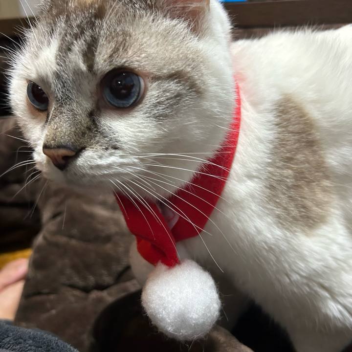 1da11196 9125 428c 8562 9770c4f58adc 1766577628273