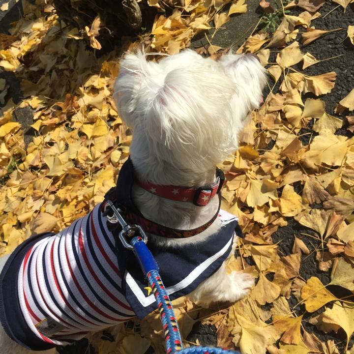 1da15261 67f0 49b2 a800 518b14753312 1542392762094