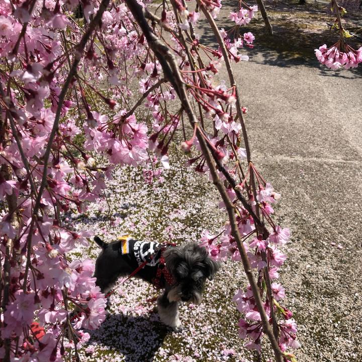 1da18309 6f6f 45d0 ad27 f898a691183d 1555769449773