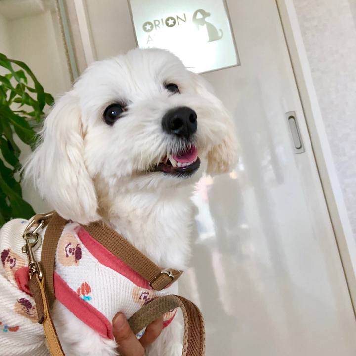 1da5bfd6 52e7 4fab a84b 619b5192c45a 1555182257954