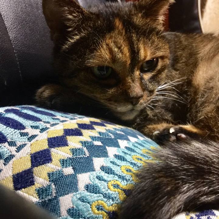 1da68b97 6174 4a0d ba5b da1f69cd11ea 1558094400299