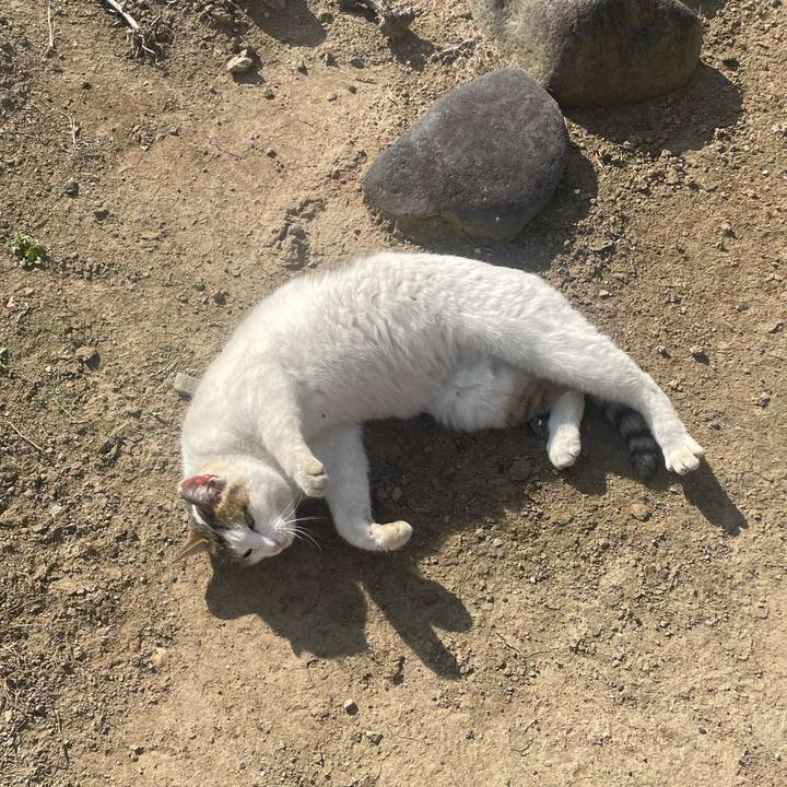 1da954f3 7bcc 44cc a54c af9e74fcca1f 1768097342232