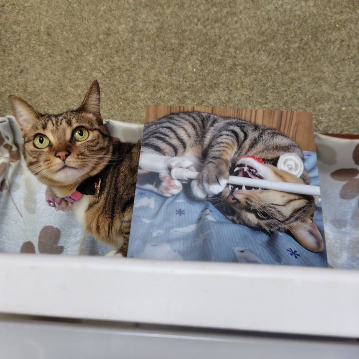 1daa14a0 db85 488c 8303 1d6182707a79 1768017481832