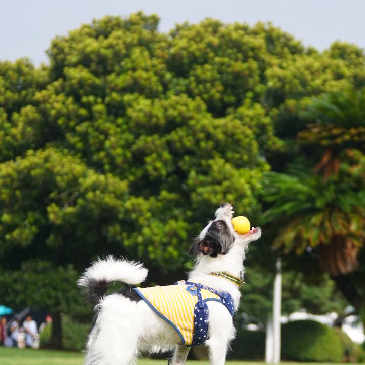 1dad27fc d6e4 41d8 bb9f f67ee267fcfe 1535970680282