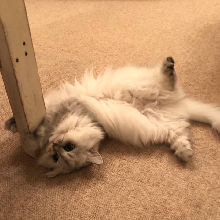 1daf1930 cc5d 400f a500 b054f43b50fe 1538481465758