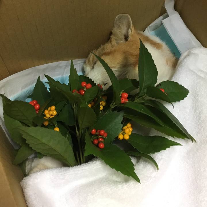 1db2a9a8 ec59 44a0 8d73 0177900a30cb 1543664805706